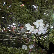 060328_sakura.jpg